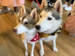 -Husky Go! 哈士奇体验馆·宠物咖啡厅狗咖