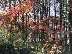 -溱湖国家湿地公园