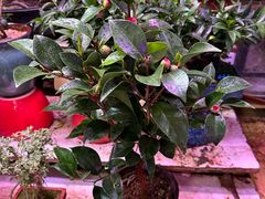 -花鸟鱼虫鲜花绿植市场(玉泉路店)