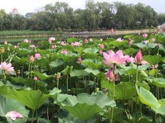 -西海子公园