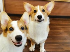 -柯斗斗主题餐厅·狗咖·围炉煮茶·茶饮(国瑞升平里店)