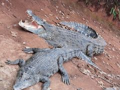 -海南热带野生动植物园