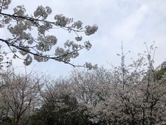 -南山植物园
