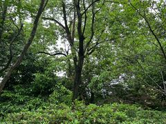 -杭州半山国家森林公园