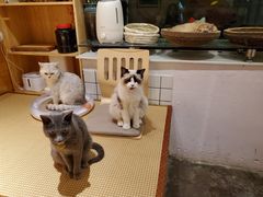 -喵屿·大理花园猫咖