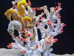 -欢乐海岸海洋奇梦馆