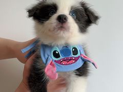 -翊宠yipet猫狗购宠庄园犬舍•猫舍