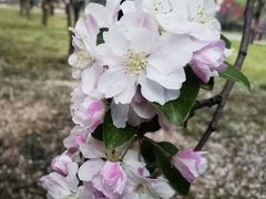-莲花池公园