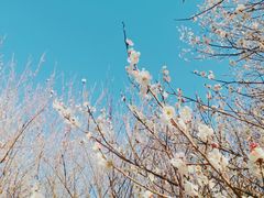 -杭州植物园