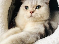 -PETKIT小佩宠物·低压洗护(国顺东路店)