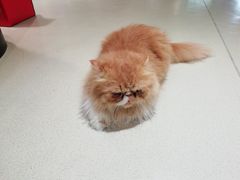 -藏猫猫咖啡主题馆(中央大道店)