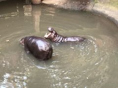 -清迈夜间动物园