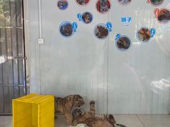 -深圳野生动物园
