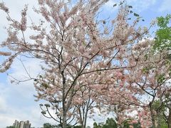 -白石龙音乐公园