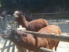 -昆明动物园