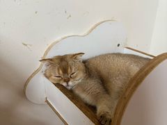 -楼上猫咖(罗湖店)