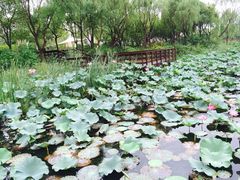 iphone_upload_pic-新江湾城公园