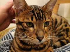 -Let's go狗咖·猫咖·奶狗·桌游(春熙路IFS店)