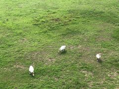 -北京麋鹿生态实验中心