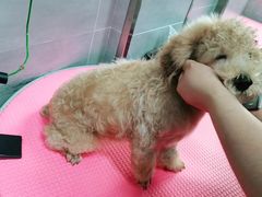 -宠福鑫康馨动物医院·骨科·眼科