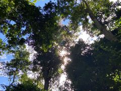-西双版纳原始森林公园