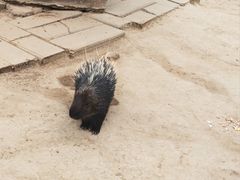 -青藏高原野生动物园