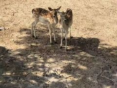 -石家庄市动物园