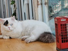 -猫小院猫主题咖啡厅(北锣店)