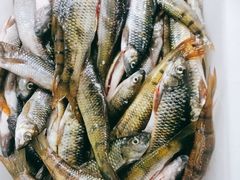 -畲乡一品鱼府土菜馆