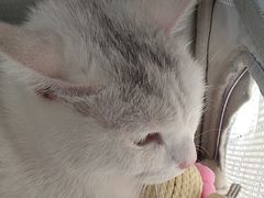 -瑞派宠物医院·犬猫全科·猫友好(宾水西道店)