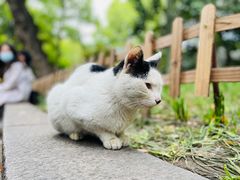 -西园寺