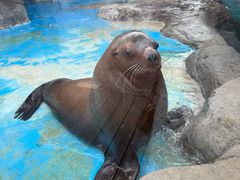 -海合安成都极地海洋公园