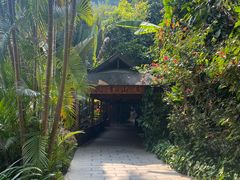 -西双版纳原始森林公园