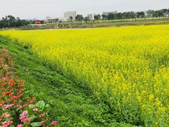 -光明小镇欢乐田园