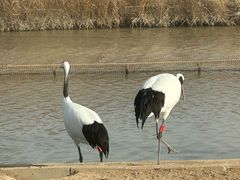 -盐城丹顶鹤湿地生态旅游区