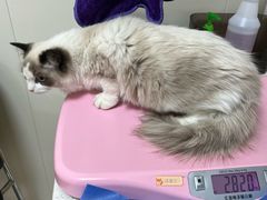 -美联众合动物医院·24h京西诊疗中心