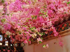 -深圳国际园林花卉博览园