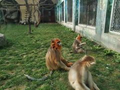 -西安秦岭野生动物园