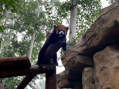 -北京野生动物园