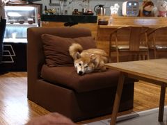 -柴务处·柴犬主题狗咖