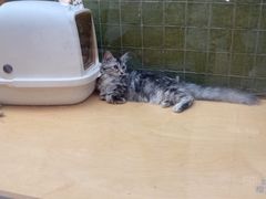 -帕帕拉兹宠物(亚洲旗舰店)