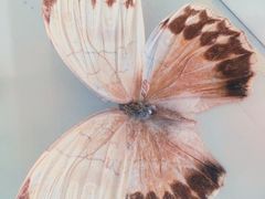 -西双版纳原始森林公园