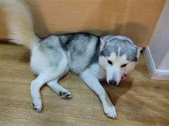 -Husky Go! 哈士奇体验馆·宠物咖啡厅狗咖
