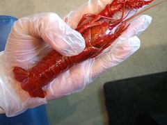 至尊极品蒸虾-靓靓蒸虾·头牌蒸虾(南山桂庙店)