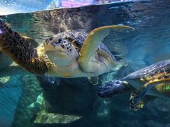 -烟台海昌鲸鲨海洋公园