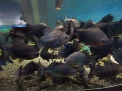 -沙沙哗啦海洋馆(华宇百花谷店)