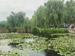 -滕州微山湖红荷湿地景区