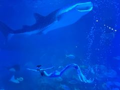 -烟台海昌鲸鲨海洋公园