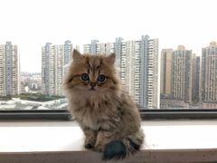 -Pets First伊珊娜洗护·精致美容·家庭式寄养(新会路店)