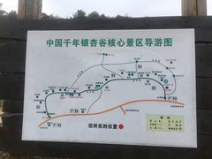 -千年银杏谷文化旅游区